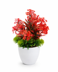 SMALL PLANTS